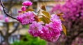 Delicate pink flowers blossomed Japanese cherry trees Royalty Free Stock Photo