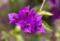 Delicate pink flowers of Bougainvillea glabra, close up Royalty Free Stock Photo