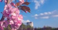 Delicate pink flowers of Cherry Prunus serrulata against the blue sky. Flowering ornamental plant Sakura. Floral background. Royalty Free Stock Photo