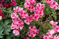 The delicate pink flowers of Godetia grandiflora bloom profusely in the garden in summer