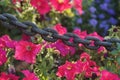 Delicate pink flowers are guarded by a powerful iron chain.