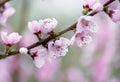 Delicate pink flowers on peach and plum branches in the spring garden. Royalty Free Stock Photo