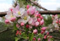 Delicate pink flowers of a spring apple tree