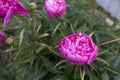 Delicate pink flowers. Young just blossomed peonies on the street Royalty Free Stock Photo