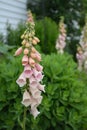 Delicate Pink Foxglove Flowers in the Garden Royalty Free Stock Photo