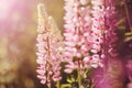 Delicate Pink Fragrant Lupine Flowers Bloomed In The Summer