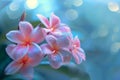 Delicate Pink Frangipani Flowers with Water Drops on a Dreamy Blue Background, Beautiful Floral Display Royalty Free Stock Photo