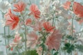 Delicate Pink Geranium Flowers Backlit by Soft Natural Light Against a Sheer White Background