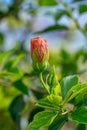 Delicate pink hibiscus bud flower with foliage on the background of tropical garden Royalty Free Stock Photo