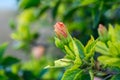 Delicate pink hibiscus bud flower with foliage on the background of tropical garden Royalty Free Stock Photo