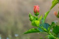 Delicate pink hibiscus bud flower with young foliage on the light blurred background in the tropical garden. Royalty Free Stock Photo