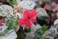 Delicate pink hibiscus flower. Bush with white leaves Royalty Free Stock Photo