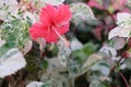 Delicate pink hibiscus flower. Bush with white leaves Royalty Free Stock Photo