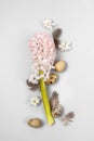 Delicate pink hyacinth with quail eggs and feathers on a light gray background. Spring and easter holiday concept with copy space Royalty Free Stock Photo