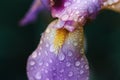 Delicate pink iris flower, decorated with raindrops. macro photography of a plant in a spring garden. selective soft focus Royalty Free Stock Photo