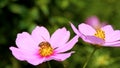 Delicate pink kosmeya blooms