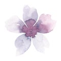 Delicate pink lilac watercolor blooming flower isolated on a white background, hand-drawn.