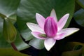 Delicate Pink Lily with Small Green Frog