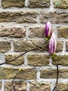 Two pink magnolia buds against a brick wall
