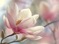 Delicate pink magnolia flower in bloom Royalty Free Stock Photo