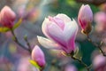 Delicate pink magnolia flower in bloom Royalty Free Stock Photo