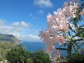 Delicate pink oleander against a bright blue sky and sea coast. Royalty Free Stock Photo