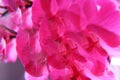 Delicate pink orchid flower petals