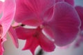 Delicate pink orchid flower petals