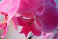 Delicate pink orchid flower petals