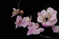 Delicate pink orchid flowers in soft lighting Royalty Free Stock Photo