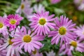 Osteospermum Flowers