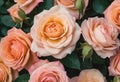 Delicate pink-peach blooming roses close-up, top view. Spring and March 8th, Mother's Day. Flower background for Royalty Free Stock Photo