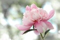 Delicate pink peonie in the garden Royalty Free Stock Photo