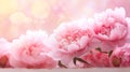 Delicate pink peonies on a blurred background. Spring background. Royalty Free Stock Photo