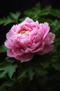 Delicate Pink Peony in a Chalky Pot Royalty Free Stock Photo
