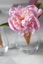 Delicate pink peony flower in a wafer cone in a glass standing on a gray stone table.