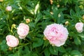 Delicate pink peony flowers on a bush growing in the garden Royalty Free Stock Photo