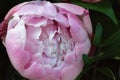 A delicate pink peony  not blooming Royalty Free Stock Photo