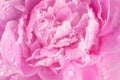 Delicate pink peony petals in the morning dew. Morning, relaxation, drop macro Royalty Free Stock Photo