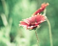 Delicate pink petal flowers in field Royalty Free Stock Photo