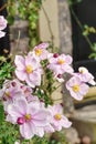 Pastel pink anenome x hybrida Royalty Free Stock Photo