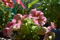 Delicate pink petunia flowers on sunlight. Beautiful blooming in summer. Royalty Free Stock Photo