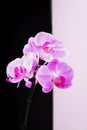 Delicate pink phalaenopsis orchid flowers on a black and white background Royalty Free Stock Photo
