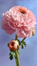 Delicate pink ranunculus flower blooming in bright sunlight against a soft blue backdrop Royalty Free Stock Photo