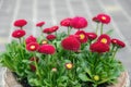 Delicate pink and red daisies in the flower pot. Spring garden decorations Royalty Free Stock Photo