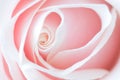 Delicate pink rose Royalty Free Stock Photo