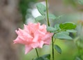 Delicate pink rose on a background of greenery Royalty Free Stock Photo