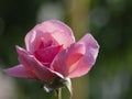 A delicate pink rose bud on a green background with bokeh elements. Beautiful exquisite rose flower petals in the sunlight in the