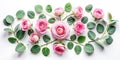 Delicate Pink Rose Buds and Eucalyptus Flat Lay A Minimalist Floral Composition on a Pristine White Background for Royalty Free Stock Photo