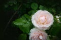 Delicate pink rose on a bush after rain